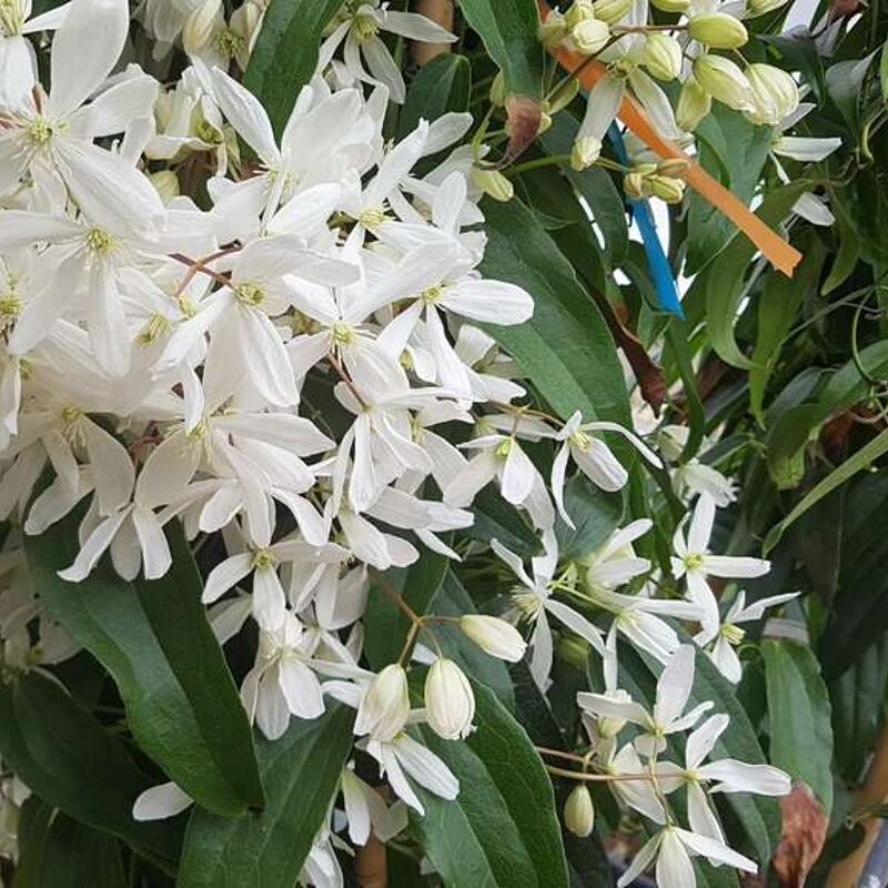 Clematis armandii 175-200 cm